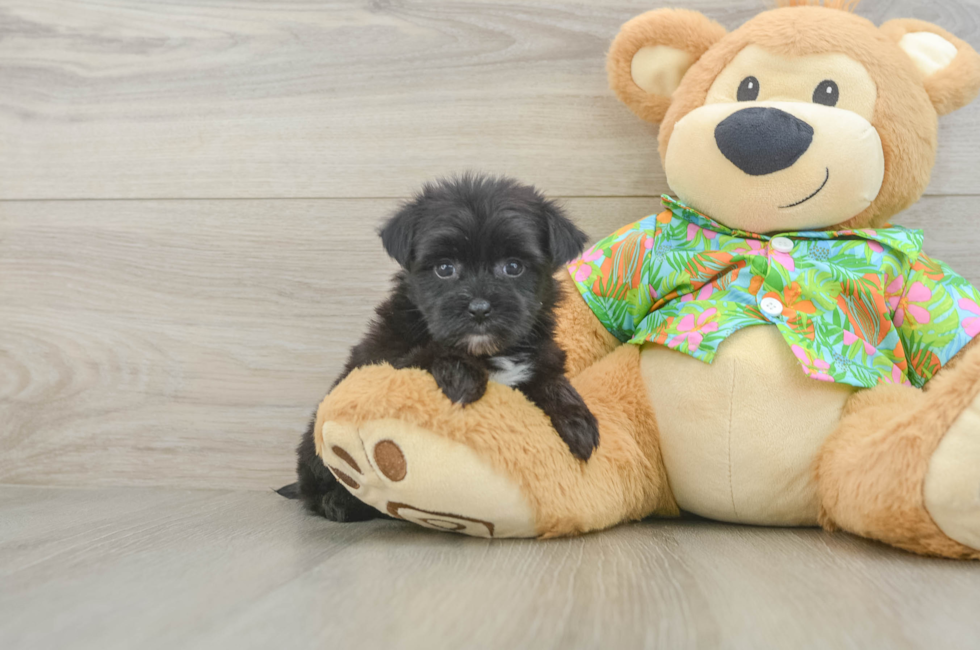 5 week old Morkie Puppy For Sale - Seaside Pups