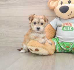 5 week old Morkie Puppy For Sale - Seaside Pups