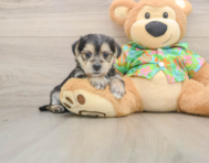 5 week old Morkie Puppy For Sale - Seaside Pups