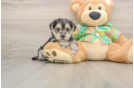 Morkie Pup Being Cute