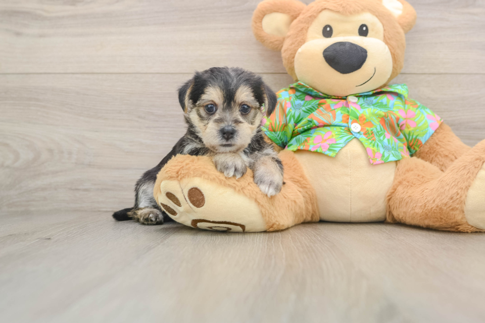 Morkie Pup Being Cute