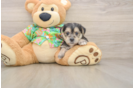 Sweet Morkie Baby