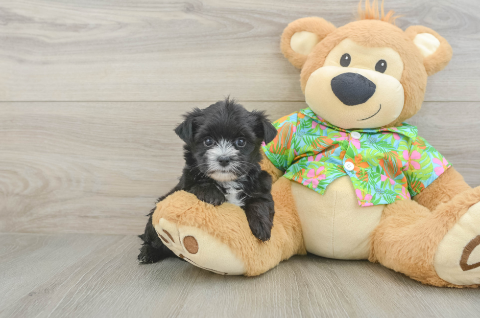 5 week old Morkie Puppy For Sale - Seaside Pups