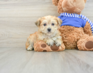 6 week old Morkie Puppy For Sale - Seaside Pups