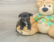 5 week old Morkie Puppy For Sale - Seaside Pups