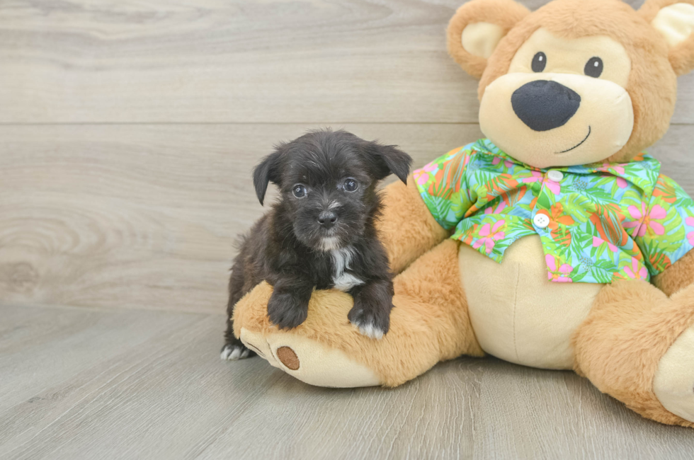 5 week old Morkie Puppy For Sale - Seaside Pups
