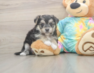 5 week old Morkie Puppy For Sale - Seaside Pups