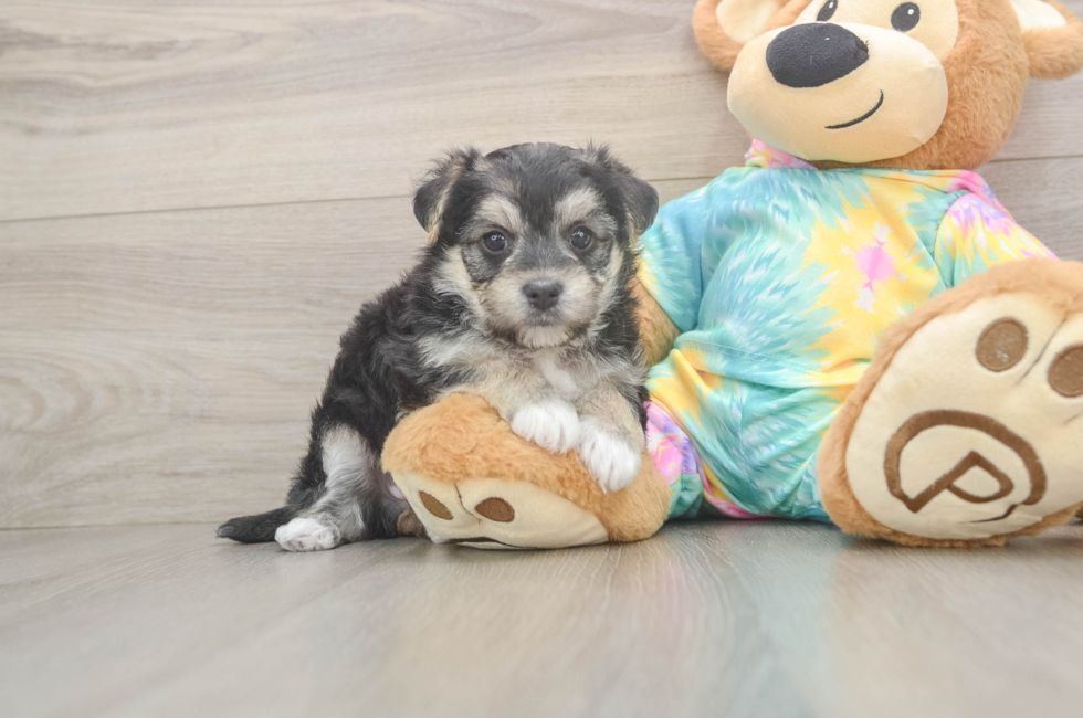 5 week old Morkie Puppy For Sale - Seaside Pups