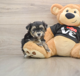 5 week old Morkie Puppy For Sale - Seaside Pups