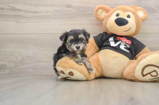 Best Morkie Baby