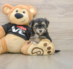 5 week old Morkie Puppy For Sale - Seaside Pups