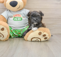 5 week old Morkie Puppy For Sale - Seaside Pups