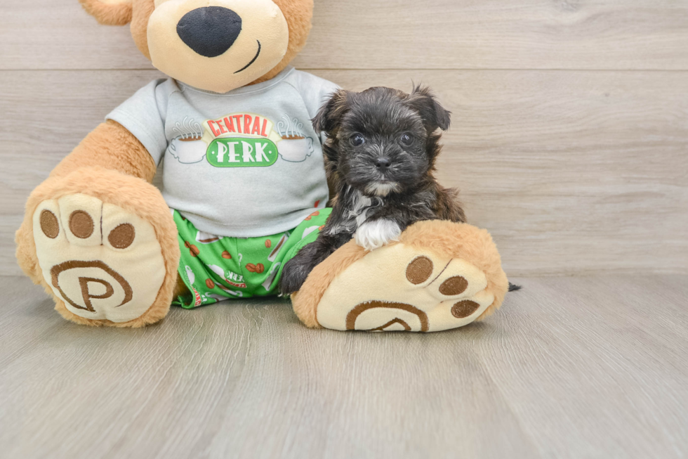 Best Morkie Baby