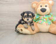 5 week old Morkie Puppy For Sale - Seaside Pups
