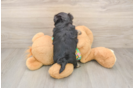 Fluffy Morkie Designer Pup