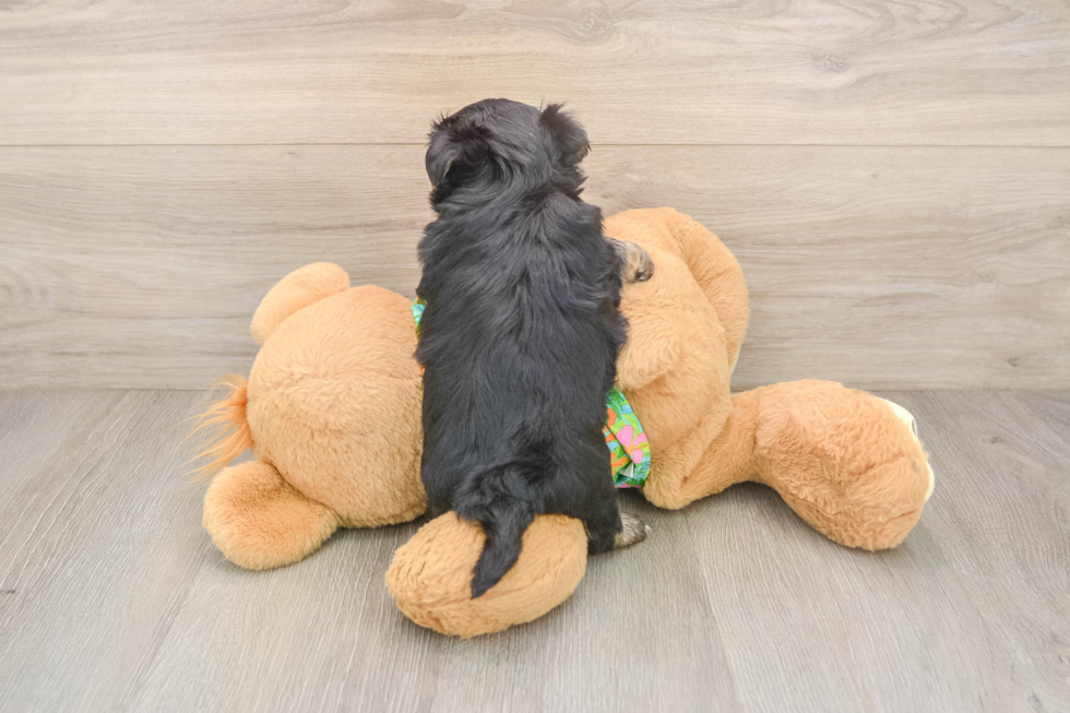 Fluffy Morkie Designer Pup