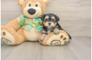 Morkie Puppy for Adoption