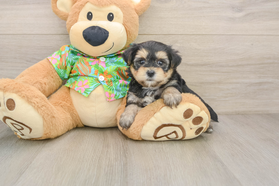 Morkie Puppy for Adoption