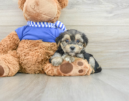 6 week old Morkie Puppy For Sale - Seaside Pups