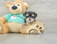 6 week old Morkie Puppy For Sale - Seaside Pups