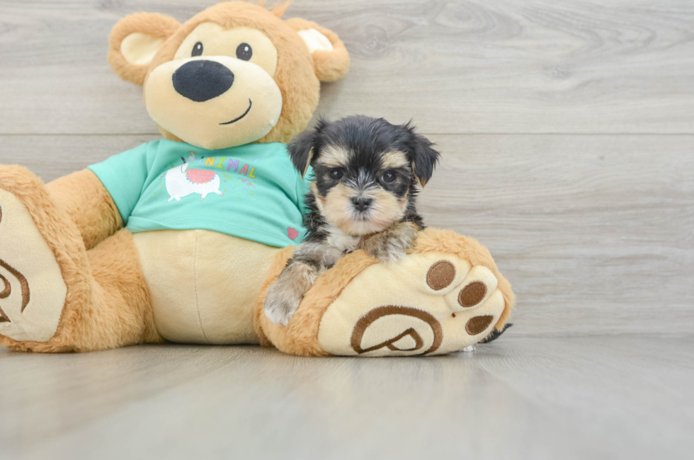 6 week old Morkie Puppy For Sale - Seaside Pups