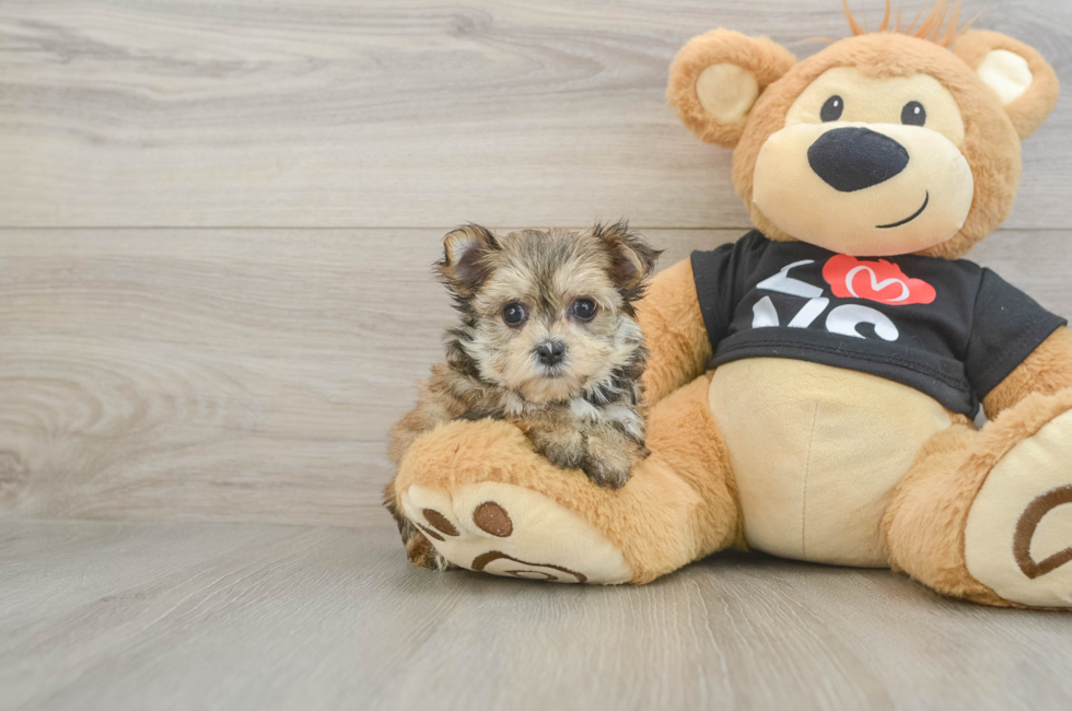 6 week old Morkie Puppy For Sale - Seaside Pups