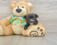 7 week old Morkie Puppy For Sale - Seaside Pups