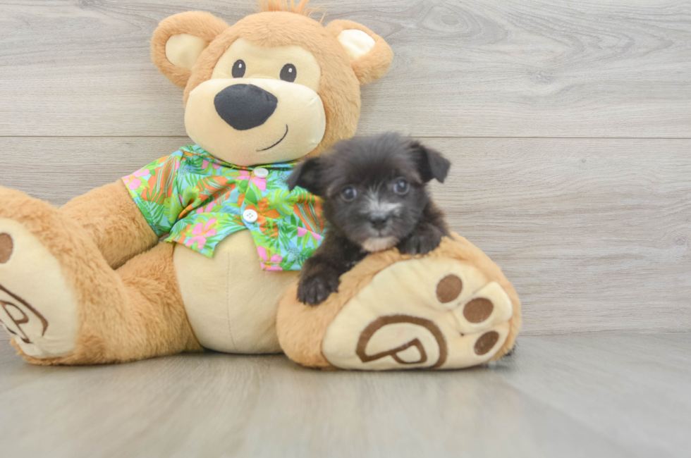 5 week old Morkie Puppy For Sale - Seaside Pups
