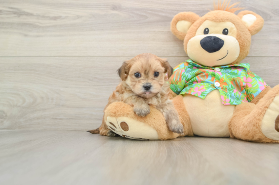 Morkie Pup Being Cute