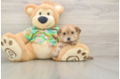 Petite Morkie Designer Pup
