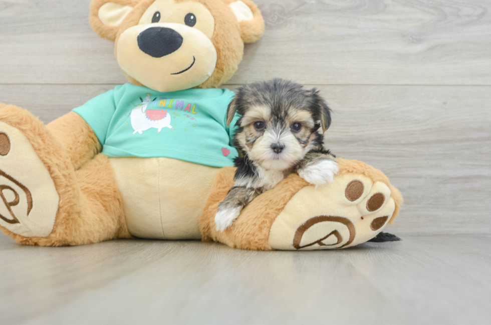6 week old Morkie Puppy For Sale - Seaside Pups