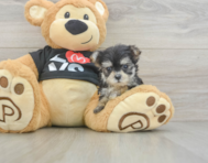 7 week old Morkie Puppy For Sale - Seaside Pups
