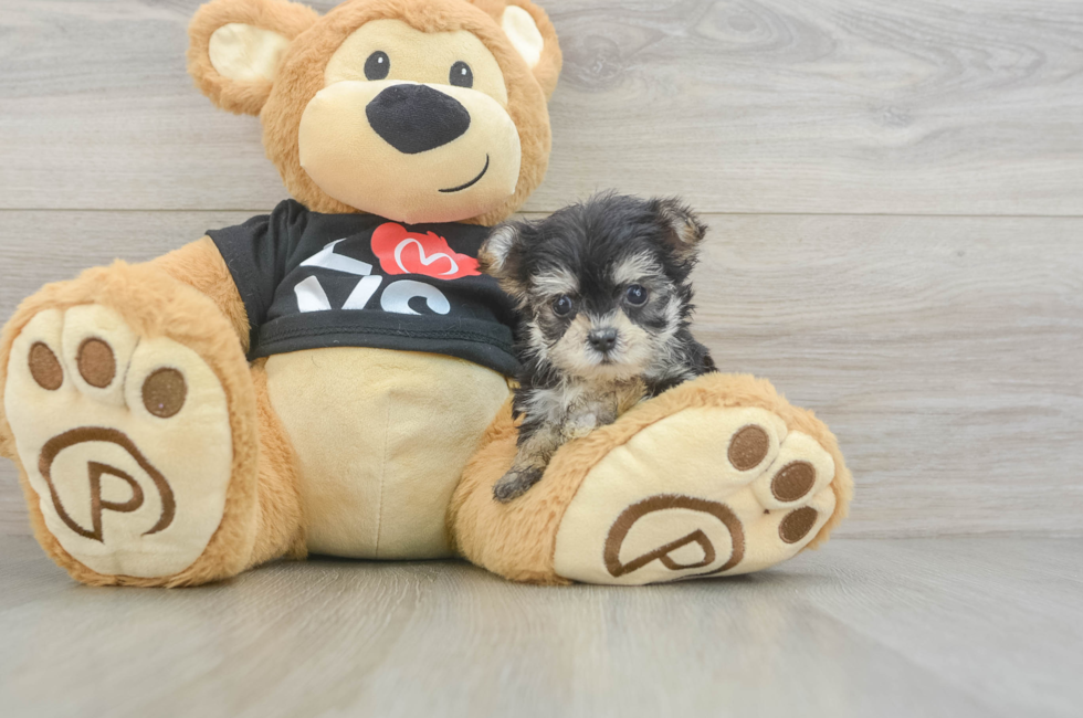 6 week old Morkie Puppy For Sale - Seaside Pups