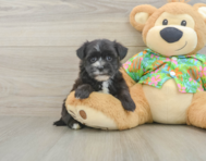 6 week old Morkie Puppy For Sale - Seaside Pups
