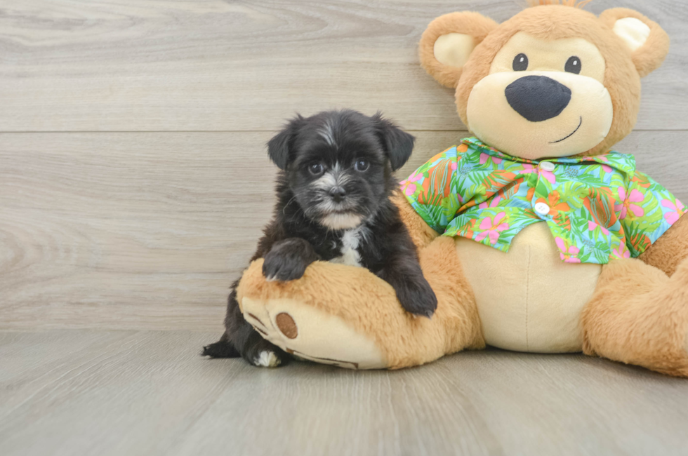 5 week old Morkie Puppy For Sale - Seaside Pups