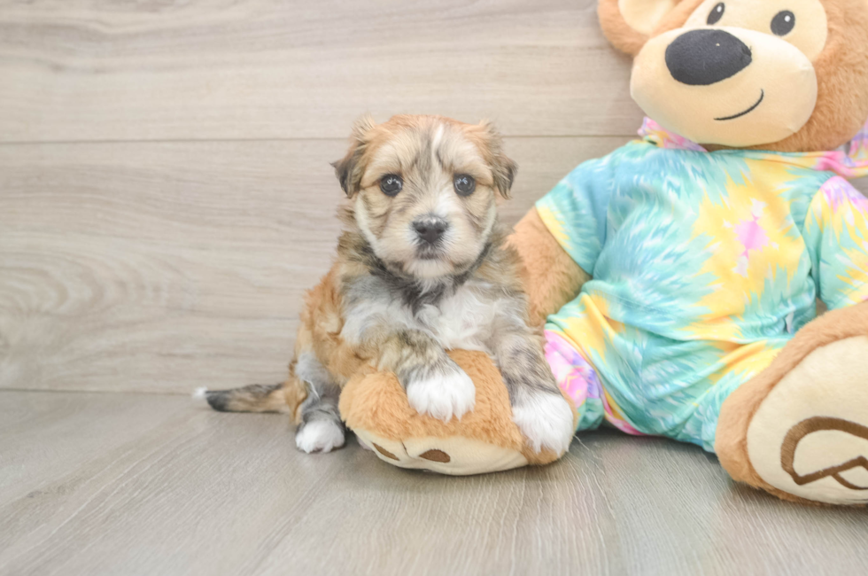 5 week old Morkie Puppy For Sale - Seaside Pups
