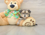 5 week old Morkie Puppy For Sale - Seaside Pups