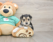 6 week old Morkie Puppy For Sale - Seaside Pups