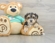 5 week old Morkie Puppy For Sale - Seaside Pups
