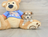 5 week old Morkie Puppy For Sale - Seaside Pups
