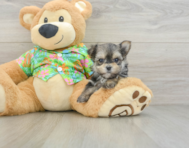 6 week old Morkie Puppy For Sale - Seaside Pups