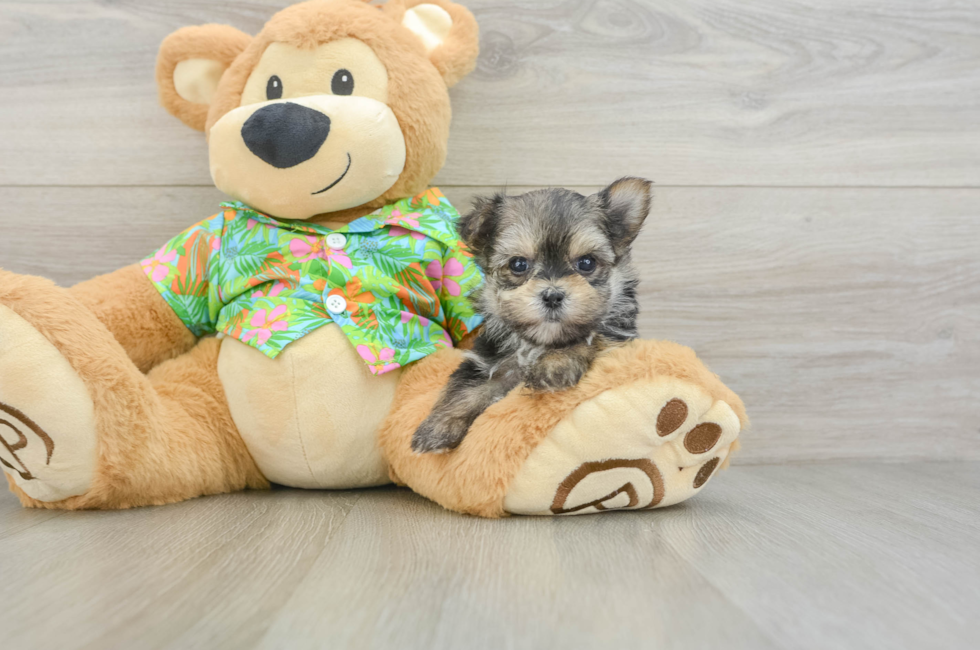 6 week old Morkie Puppy For Sale - Seaside Pups