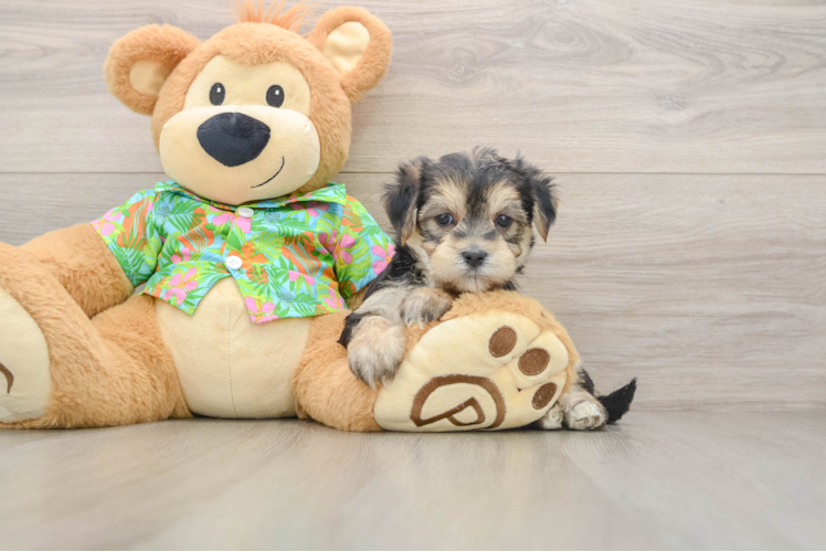Petite Morkie Designer Pup