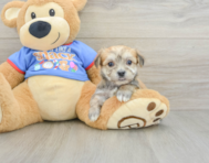 5 week old Morkie Puppy For Sale - Seaside Pups