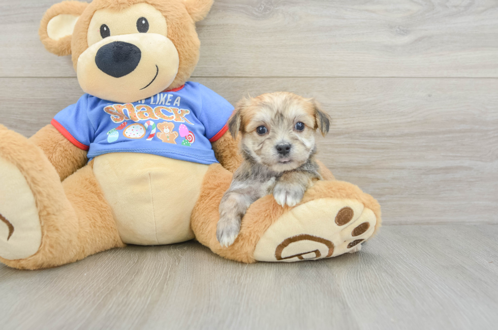 5 week old Morkie Puppy For Sale - Seaside Pups