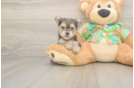 Morkie Puppy for Adoption