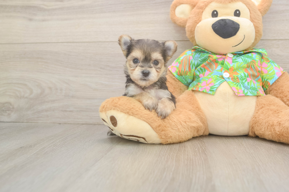 6 week old Morkie Puppy For Sale - Seaside Pups