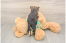 Friendly Morkie Baby