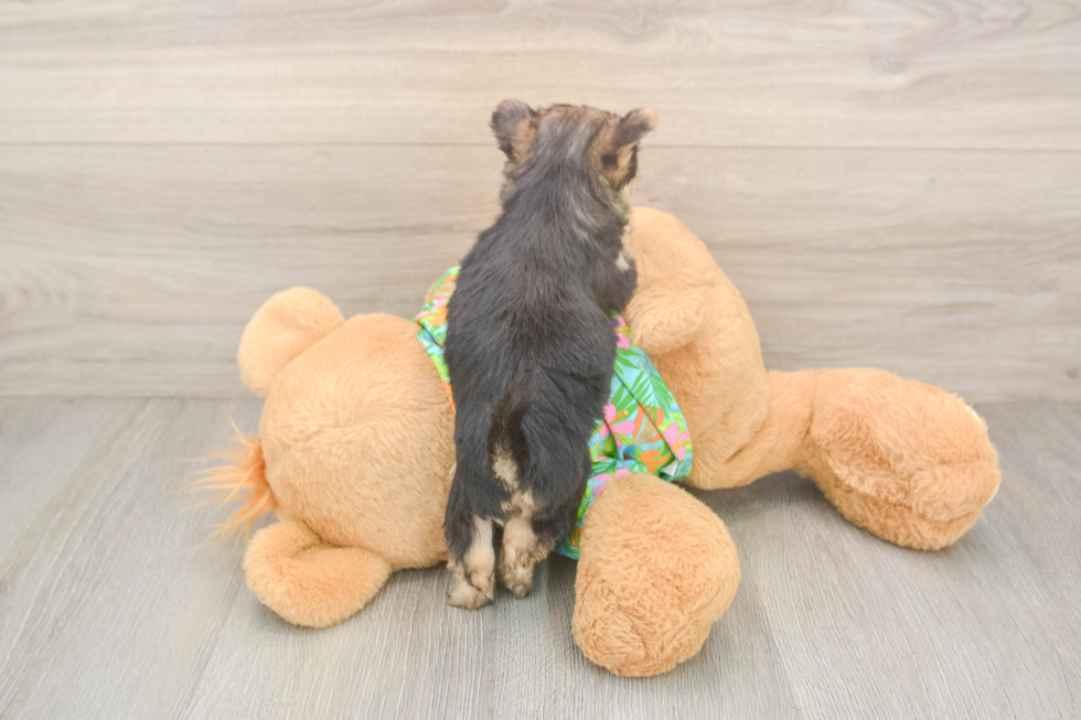 Friendly Morkie Baby