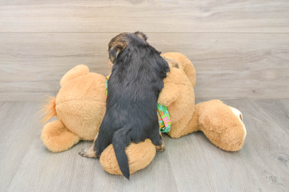 Morkie Pup Being Cute